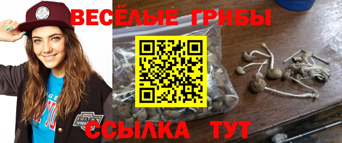 Псилоцибиновые грибы Cubensis Луга